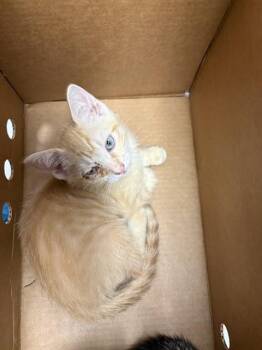 FRANK -  Domestic Short Hair Cat for Adoption in Jacksonville, Florida - FRANK | PetCurious