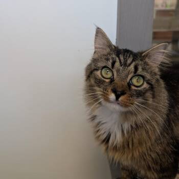 Domestic Medium Hair Cats Available for Adoption - Miss Kitty | PetCurious