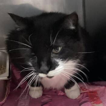 Pita -  Domestic Short Hair Cat for Adoption in Pittsford, Vermont - Pita | PetCurious