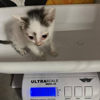 Greer -  Domestic Short Hair Cat for Adoption in Rochester, Minnesota - Greer | PetCurious