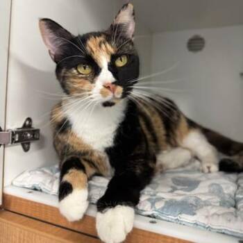 Nellie -  Domestic Short Hair Cat for Adoption in Phoenixville, Pennsylvania - Nellie | PetCurious