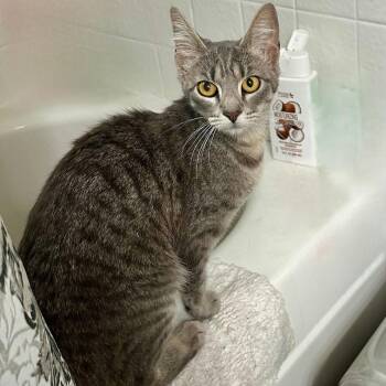 Robin -  Domestic Short Hair Cat for Adoption in Sunnyvale, California - Robin | PetCurious