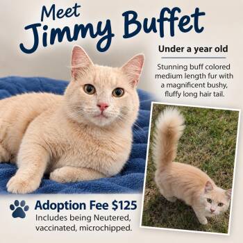 Jimmy Buffet -  Domestic Medium Hair Cat for Adoption in Myrtle Beach, South Carolina - Jimmy Buffet | PetCurious