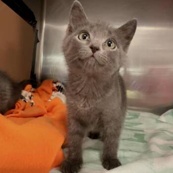 Pearl -  Domestic Short Hair Cat for Adoption in Riverwoods, Illinois - Pearl | PetCurious