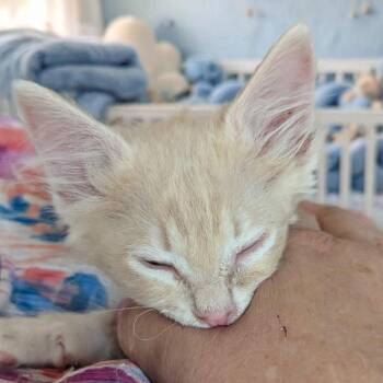 Puff -  Domestic Medium Hair Cat for Adoption in Meridian, Idaho - Puff | PetCurious