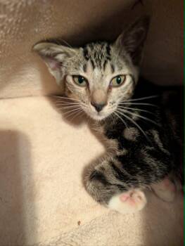 Regina -  Domestic Short Hair Cat for Adoption in Oviedo, Florida - Regina | PetCurious