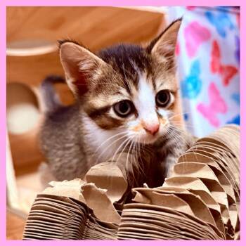 Blossom -  Domestic Short Hair Cat for Adoption in Columbia, Missouri - Blossom | PetCurious