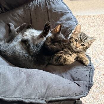Tiny -  Domestic Short Hair Cat for Adoption in Washougal, Washington - Tiny | PetCurious