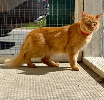Clementine -  Domestic Short Hair Cat for Adoption in Kingsland, Georgia - Clementine | PetCurious