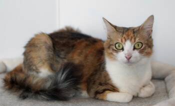 Domestic Medium Hair Cats Available for Adoption - Marigold | PetCurious