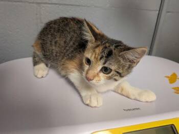Pastel -  Domestic Short Hair Cat for Adoption in Cincinnati, Ohio - Pastel | PetCurious