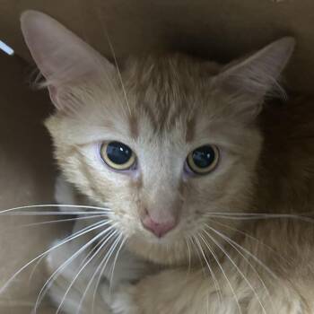 Pumpkin -  Domestic Long Hair Cat for Adoption in Newark, New Jersey - Pumpkin | PetCurious