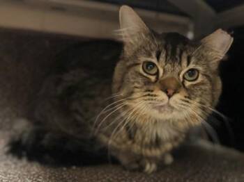 Leslie -  Domestic Medium Hair and Domestic Short Hair Cat for Adoption in Golden Valley, Minnesota - Leslie | PetCurious