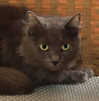 Domestic Medium Hair Cats Available for Adoption in North Fort Myers, Florida - Claudia | PetCurious