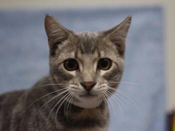 Stormy -  Domestic Short Hair Cat for Adoption in Portland, Oregon - Stormy | PetCurious