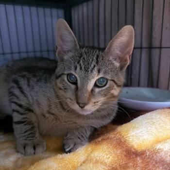Mac -  Domestic Short Hair Cat for Adoption in Hampton Bays, New York - Mac | PetCurious