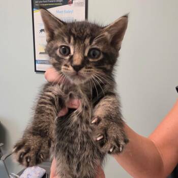 Cinco -  Domestic Medium Hair Cat for Adoption in Leander, Texas - Cinco | PetCurious