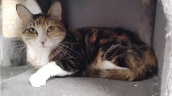 Domestic Short Hair Cats Available for Adoption in Corpus Christi, Texas - Luanne | PetCurious