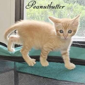 Peanutbutter -  Domestic Short Hair Cat for Adoption in Waldorf, Maryland - Peanutbutter | PetCurious
