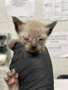 A271491 -  Siamese and Domestic Short Hair Cat for Adoption in Chula Vista, California - A271491 | PetCurious