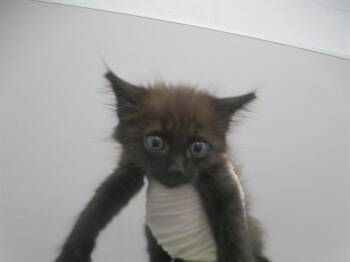 Domestic Short Hair Cats Available for Adoption in Ocala, Florida - WINKY | PetCurious