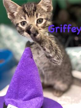 Rescue Tabby Cats for Adoption in Crescent City, California - Griffey | PetCurious