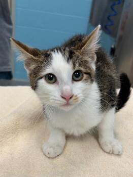 Tahini -  Domestic Short Hair Cat for Adoption in Frankfort, Kentucky - Tahini | PetCurious