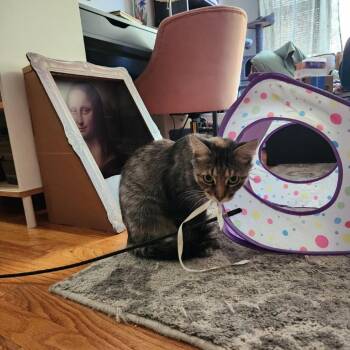 Burnett -  Domestic Medium Hair Cat for Adoption in Evanston, Illinois - Burnett | PetCurious