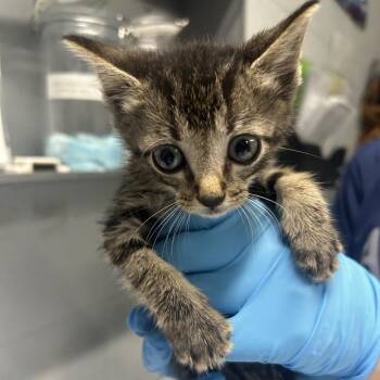 Sweet Pea -  Domestic Short Hair Cat for Adoption in Summerville, South Carolina - Sweet Pea | PetCurious