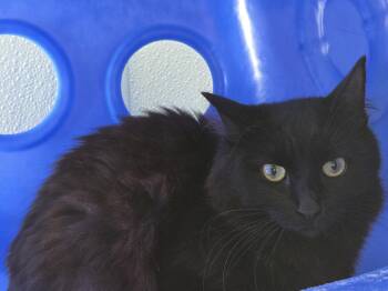 Rescue American Shorthair Cats for Adoption in Eglin Air Force Base, Florida - Matilda | PetCurious