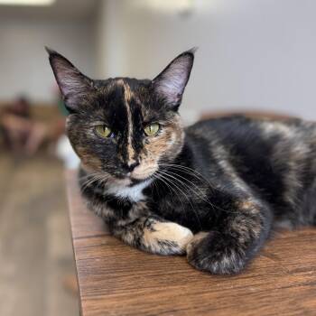 Mosaic -  Domestic Short Hair Cat for Adoption in Bloomington, Illinois - Mosaic | PetCurious