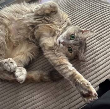 Lexi -  Calico Cat for Adoption in Charlotte, North Carolina - Lexi | PetCurious