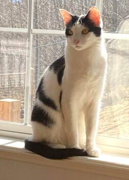 Domestic Short Hair Cats Available for Adoption in Anchorage, Alaska - Rowdy | PetCurious