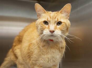 Domestic Short Hair Cats Available for Adoption in Phoenix, Arizona - NICO | PetCurious