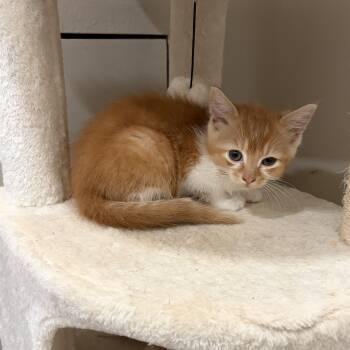 Bambi -  Domestic Short Hair Cat for Adoption in Mastic, New York - Bambi | PetCurious