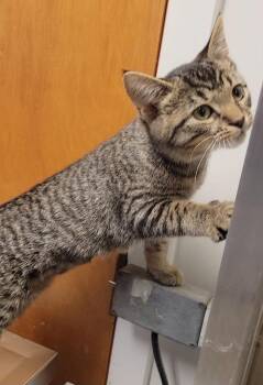 CIRCE -  Domestic Short Hair Cat for Adoption in Sandusky, Ohio - CIRCE | PetCurious