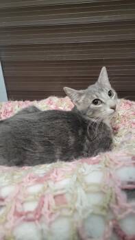 Rescue Domestic Short Hair Cats for Adoption in Smithtown, New York - Kate | PetCurious