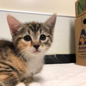 Parfait -  Domestic Short Hair Cat for Adoption - Parfait | PetCurious
