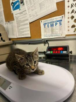 Domestic Short Hair Cats Available for Adoption in Bolivar, Missouri - Lida Bida Boda Butt | PetCurious