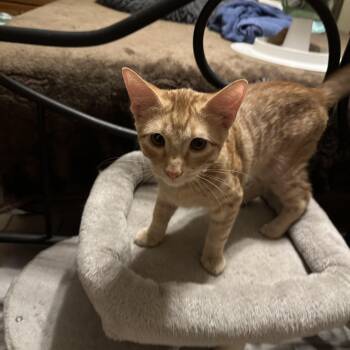 Wallace -  Domestic Short Hair Cat for Adoption in Tuttle, Oklahoma - Wallace | PetCurious