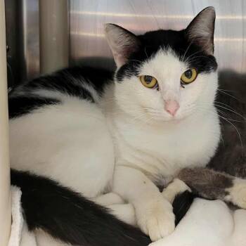 Rescue Domestic Short Hair Cats for Adoption in Columbia, Missouri - Hector | PetCurious