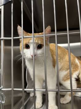 Rescue Domestic Short Hair Cats for Adoption in West Chester, Pennsylvania - Candy Bowl | PetCurious