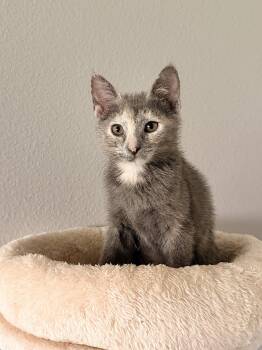 Melody (3051) -  Domestic Short Hair Cat for Adoption in Zephyrhills, Florida - Melody (3051) | PetCurious