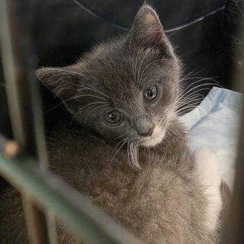 SSNC-Wildlife-72 -  Domestic Short Hair Cat for Adoption in Canton, North Carolina - SSNC-Wildlife-72 | PetCurious