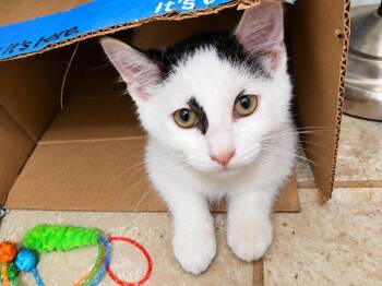 Razz -  Domestic Short Hair Cat for Adoption in Millcreek, Utah - Razz | PetCurious