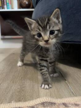 Rizzo -  Domestic Short Hair Cat for Adoption in Bolivar, Missouri - Rizzo | PetCurious
