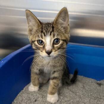 Perlino -  Domestic Short Hair Cat for Adoption in Detroit Lakes, Minnesota - Perlino | PetCurious