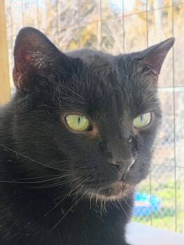 Bombay and Domestic Short Hair Cats Available for Adoption - SHAZAM | PetCurious