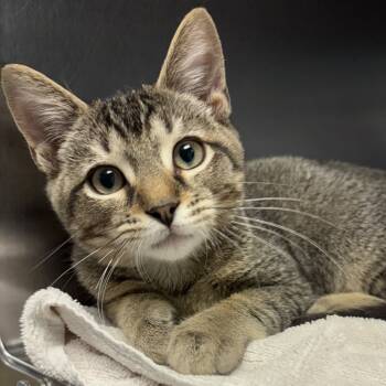 Rescue Domestic Short Hair Cats for Adoption in East Hanover, New Jersey - Cloud | PetCurious