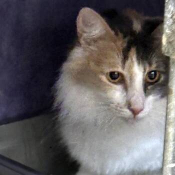 Domestic Short Hair Cats Available for Adoption - Sappho | PetCurious